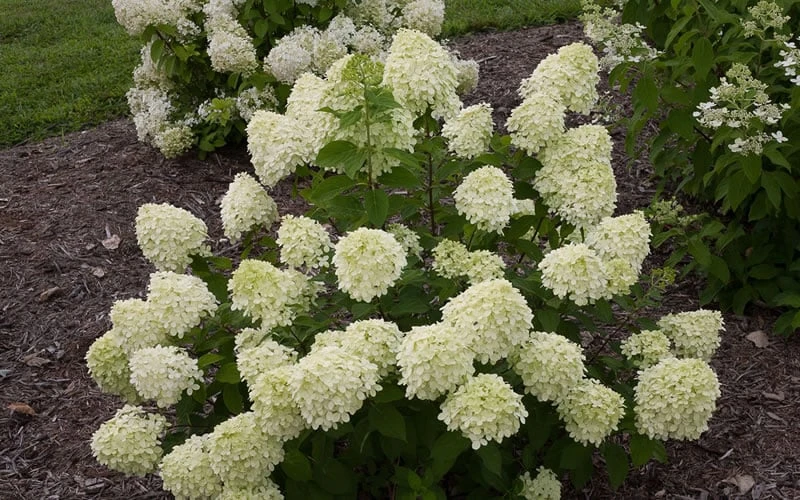 Little Lime Hydrangea - 6 Pack Of 1 Gallon Pots 7 Little Lime Hydrangea - 6 Pack Of 1 Gallon Pots - Image 7