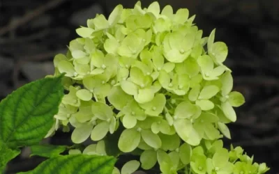Little Lime Hydrangea - 2 Gallon Pot -Chaste Tree World Hydrangea Little Lime 2