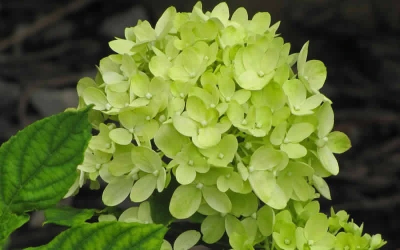 Little Lime Hydrangea - 3 Pack Of Quart Pots 4 Little Lime Hydrangea - 3 Pack Of Quart Pots - Image 4