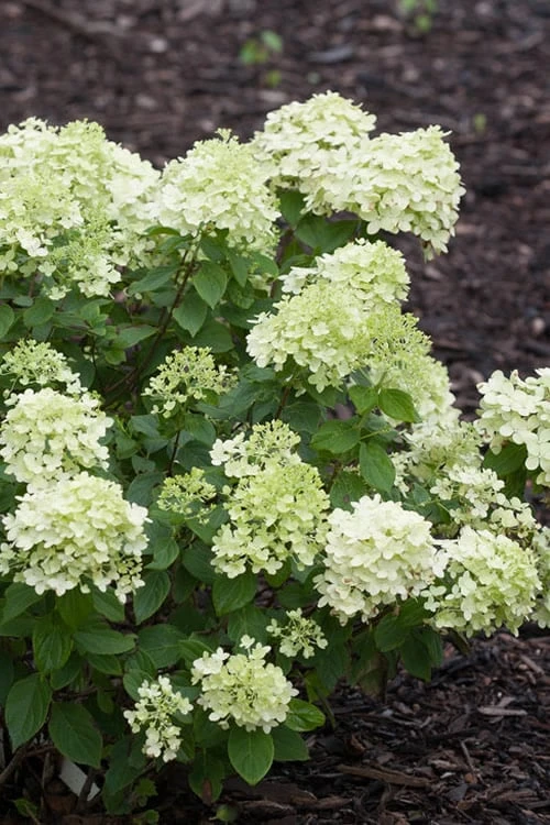 Little Lime Hydrangea - 3 Pack Of Quart Pots 1 Little Lime Hydrangea - 3 Pack Of Quart Pots