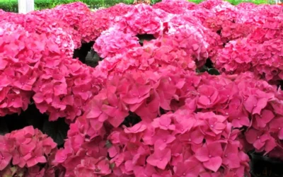Merritts Supreme Hydrangea - 1 Gallon Pot -Chaste Tree World Hydrangea Merrits Supreme Pink 12 1