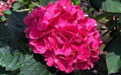 Merritts Supreme Hydrangea - 1 Gallon Pot -Chaste Tree World Hydrangea Merrits Supreme Pink 13 1