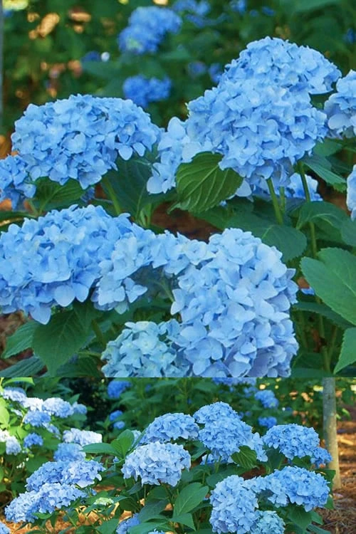 Mini Penny Hydrangea - 3 Gallon Pot 1 Mini Penny Hydrangea - 3 Gallon Pot