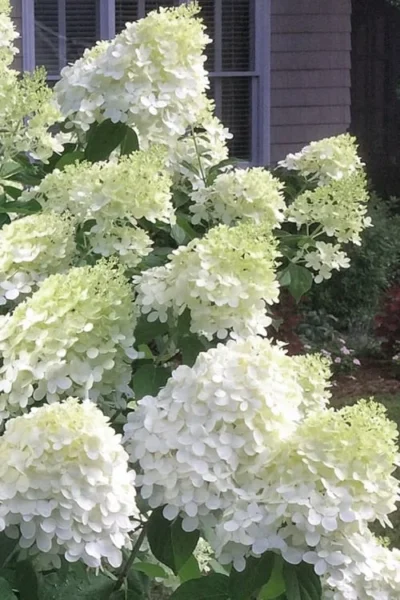 Moon Dance Hydrangea - 3 Gallon Pot