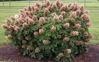 Munchkin Dwarf Oakleaf Hydrangea - 2 Gallon Pot -Chaste Tree World Hydrangea Munchkin 1
