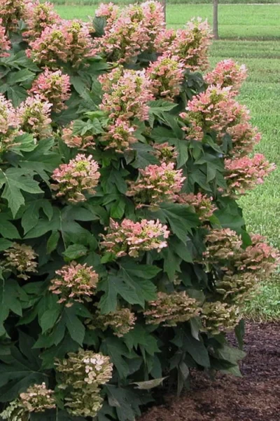 Munchkin Dwarf Oakleaf Hydrangea - 2 Gallon Pot -Chaste Tree World Hydrangea Munchkin 500x750 3