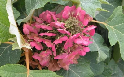 Munchkin Dwarf Oakleaf Hydrangea - 1 Gallon Pot 14 Munchkin Dwarf Oakleaf Hydrangea - 1 Gallon Pot -Chaste Tree World Hydrangea Munchkin Bloom Closeup