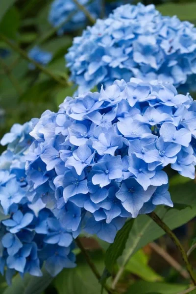 Nikko Blue Hydrangea - 3 Gallon Pot -Chaste Tree World Hydrangea Nikko Blue 10 1