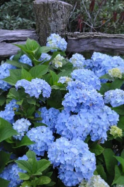 Nikko Blue Hydrangea - 1 Gallon Pot
