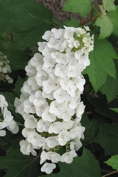 Alice Oakleaf Hydrangea - 3 Gallon Pot -Chaste Tree World Hydrangea Oakleaf Alice 4