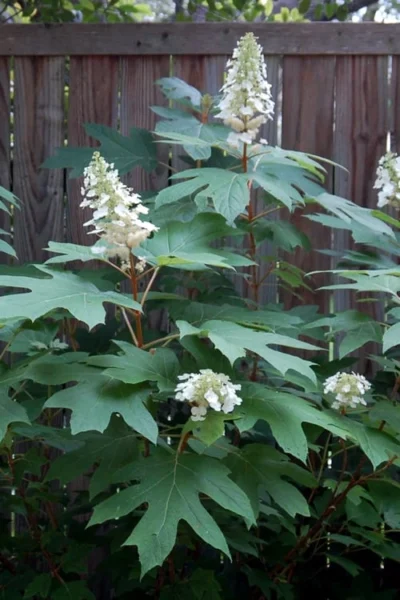 Alice Oakleaf Hydrangea - 3 Gallon Pot -Chaste Tree World Hydrangea Oakleaf Alice 6