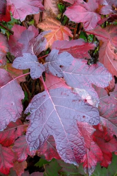 Alice Oakleaf Hydrangea - 3 Gallon Pot -Chaste Tree World Hydrangea Oakleaf Alice 7