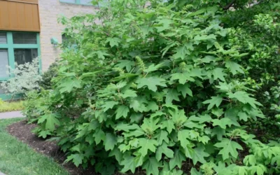 Alice Oakleaf Hydrangea - 3 Gallon Pot -Chaste Tree World Hydrangea Oakleaf Alice 8