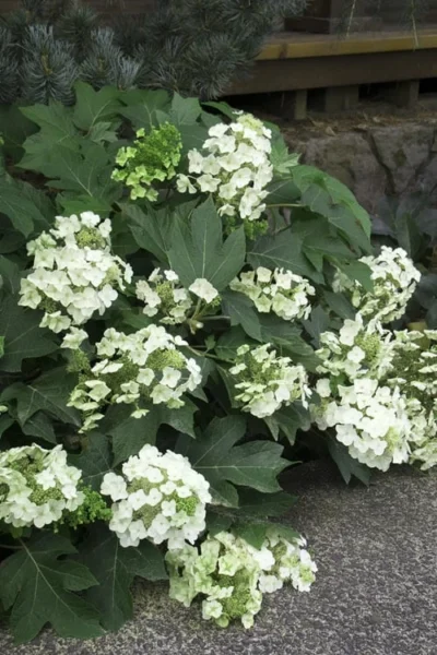 Pee Wee Dwarf Oakleaf Hydrangea - 2 Gallon Pot -Chaste Tree World Hydrangea Oakleaf Pee Wee 11 2