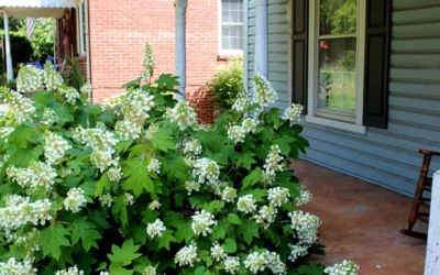 Pee Wee Dwarf Oakleaf Hydrangea - 2 Gallon Pot -Chaste Tree World Hydrangea Oakleaf Pee Wee 2