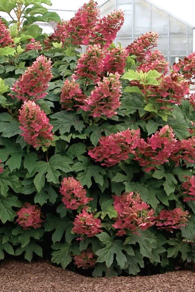 Ruby Slippers Dwarf Oakleaf Hydrangea - 6 Pack Of 1 Gallon Pots