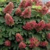 Ruby Slippers Dwarf Oakleaf Hydrangea - 1 Gallon Pot