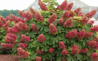 Ruby Slippers Dwarf Oakleaf Hydrangea - 6 Pack Of 1 Gallon Pots -Chaste Tree World Hydrangea Oakleaf Ruby Slippers Full Bloom 2