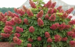Ruby Slippers Dwarf Oakleaf Hydrangea - 2 Gallon Pot 9 Ruby Slippers Dwarf Oakleaf Hydrangea - 2 Gallon Pot -Chaste Tree World Hydrangea Oakleaf Ruby Slippers Full Bloom