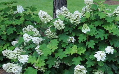Ruby Slippers Dwarf Oakleaf Hydrangea - 7 Gallon Pot -Chaste Tree World Hydrangea Oakleaf Ruby Slippers Opening Color 1