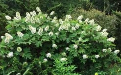 Semmes Beauty Oakleaf Hydrangea - 3 Gallon Pot -Chaste Tree World Hydrangea Oakleaf Semmes Beauty 10