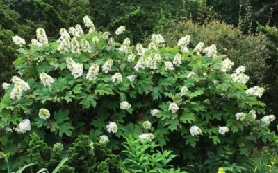 Semmes Beauty Oakleaf Hydrangea - 3 Gallon Pot -Chaste Tree World Hydrangea Oakleaf Semmes Beauty 10