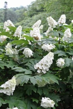 Snow Queen Oakleaf Hydrangea - 3 Gallon Pot -Chaste Tree World Hydrangea Oakleaf Snow Queen 10