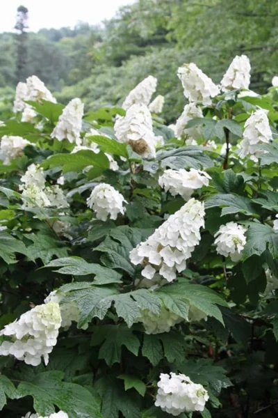 Snow Queen Oakleaf Hydrangea - 3 Gallon Pot -Chaste Tree World Hydrangea Oakleaf Snow Queen 10