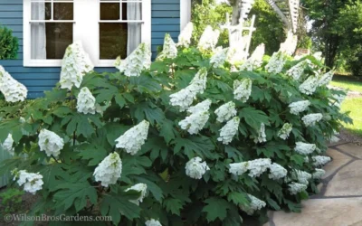 Snow Queen Oakleaf Hydrangea - 1 Gallon Pot -Chaste Tree World Hydrangea Oakleaf Snow Queen 11 1