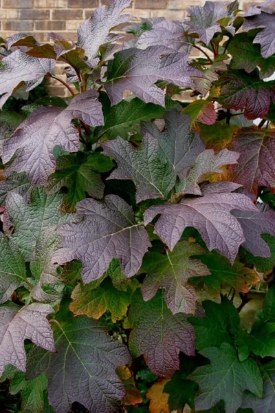 Snow Queen Oakleaf Hydrangea - 2 Gallon Pot -Chaste Tree World Hydrangea Oakleaf Snow Queen 3 2