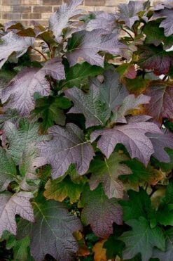 Snow Queen Oakleaf Hydrangea - 3 Gallon Pot -Chaste Tree World Hydrangea Oakleaf Snow Queen 3