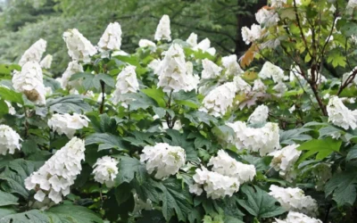 Snow Queen Oakleaf Hydrangea - 1 Gallon Pot -Chaste Tree World Hydrangea Oakleaf Snow Queen 6 1