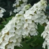 Snow Queen Oakleaf Hydrangea - 2 Gallon Pot