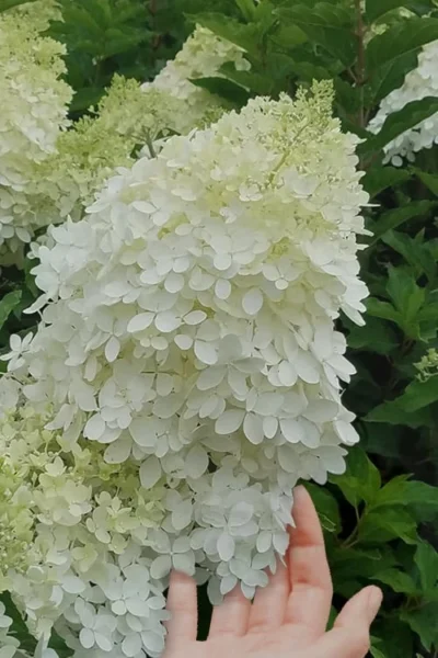 Phantom Hydrangea - 5 Gallon Pot -Chaste Tree World Hydrangea Phantom 20 4
