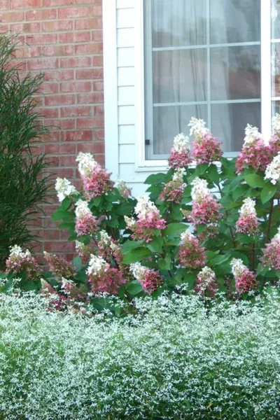 Pinky Winky Hydrangea - 3 Gallon Pot -Chaste Tree World Hydrangea Pinky Winky 12