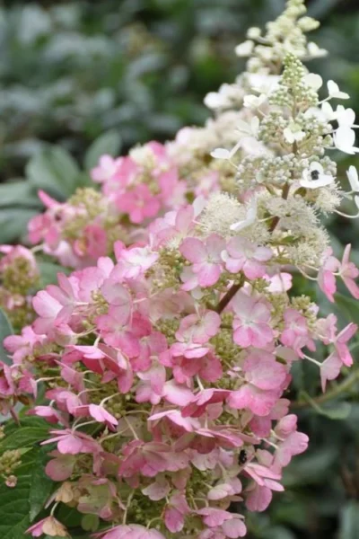Pinky Winky Hydrangea (Single Trunk Tree Form) - 7 Gallon Pot 7 Pinky Winky Hydrangea (Single Trunk Tree Form) - 7 Gallon Pot -Chaste Tree World Hydrangea Pinky Winky BS