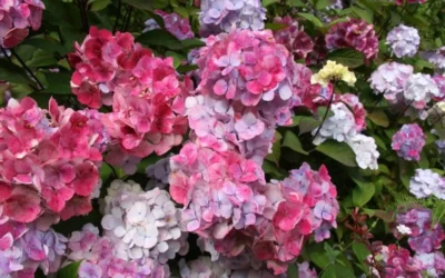 Preziosa Multi Color Hydrangea - 3 Gallon Pot -Chaste Tree World Hydrangea Preziosa 18