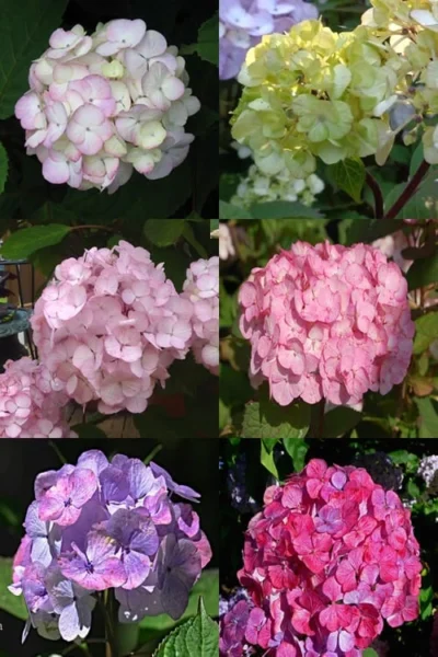 Preziosa Multi Color Hydrangea - 3 Gallon Pot -Chaste Tree World Hydrangea Preziosa 19