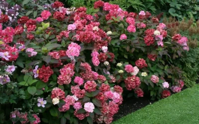 Preziosa Multi Color Hydrangea - 1 Gallon Pot -Chaste Tree World Hydrangea Preziosa 7 1