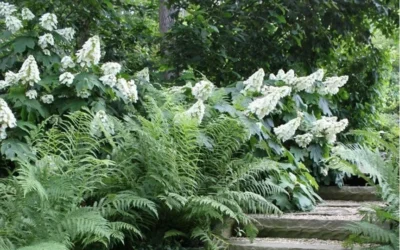 Alice Oakleaf Hydrangea - 3 Gallon Pot -Chaste Tree World Hydrangea Quercifolia Oakleaf 50