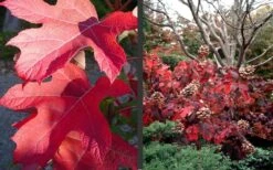 Semmes Beauty Oakleaf Hydrangea - 3 Gallon Pot -Chaste Tree World Hydrangea Semmes Beauty Fall Foliage Color