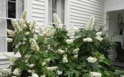 Semmes Beauty Oakleaf Hydrangea - 3 Gallon Pot -Chaste Tree World Hydrangea Semmes Beauty Home Foundation Planting