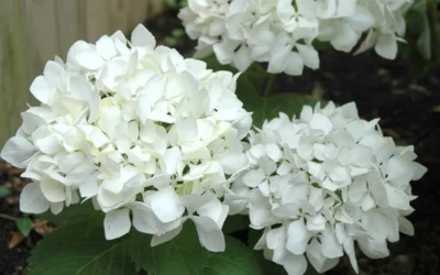 Sister Theresa Hydrangea - 1 Gallon Pot 9 Sister Theresa Hydrangea - 1 Gallon Pot -Chaste Tree World Hydrangea Sister Theresa 50 1