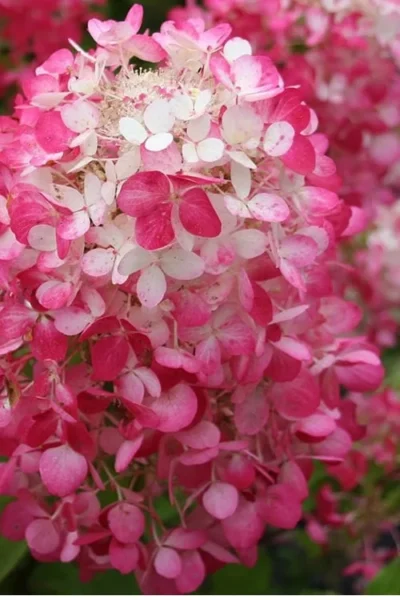 Strawberry Sundae Hydrangea - 1 Gallon Pot -Chaste Tree World Hydrangea Strawberry Sundae Flower 1 1
