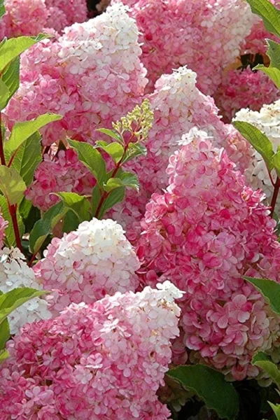 Strawberry Sundae Hydrangea - 1 Gallon Pot -Chaste Tree World Hydrangea Strawberry Sundae Flowers 3 1