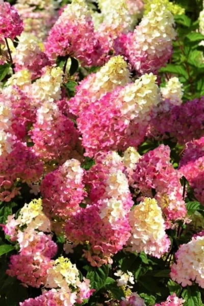 Strawberry Sundae Hydrangea - 3 Gallon Pot -Chaste Tree World Hydrangea Strawberry Sundae Flowers 5