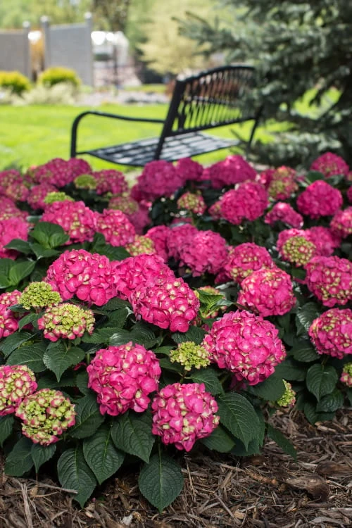 Summer Crush Endless Summer Hydrangea - 3 Gallon Pot 7 Summer Crush Endless Summer Hydrangea - 3 Gallon Pot - Image 7
