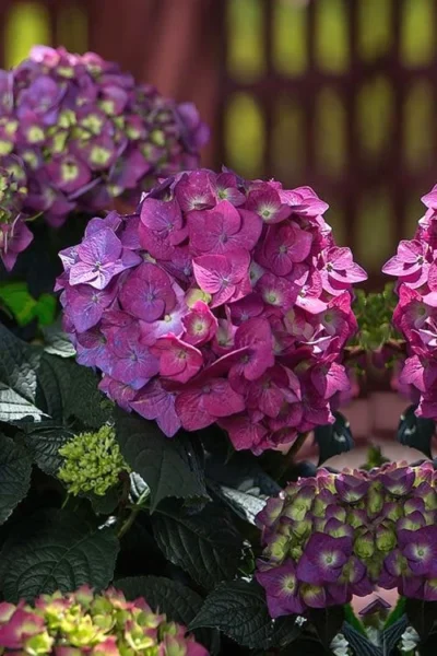 Summer Crush Endless Summer Hydrangea - 3 Gallon Pot 13 Summer Crush Endless Summer Hydrangea - 3 Gallon Pot -Chaste Tree World Hydrangea Summer Crush Endless Summer 4 4