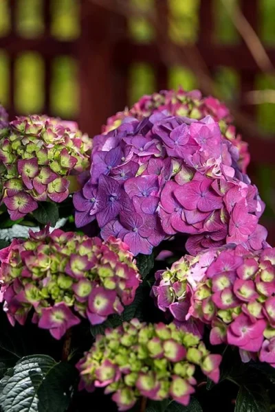Summer Crush Endless Summer Hydrangea - 6 Gallon Pot 16 Summer Crush Endless Summer Hydrangea - 6 Gallon Pot -Chaste Tree World Hydrangea Summer Crush Endless Summer 5 3