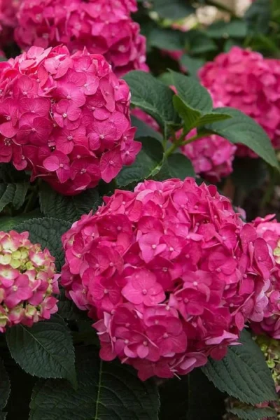 Summer Crush Endless Summer Hydrangea - 3 Gallon Pot 12 Summer Crush Endless Summer Hydrangea - 3 Gallon Pot -Chaste Tree World Hydrangea Summer Crush Endless Summer 6 4
